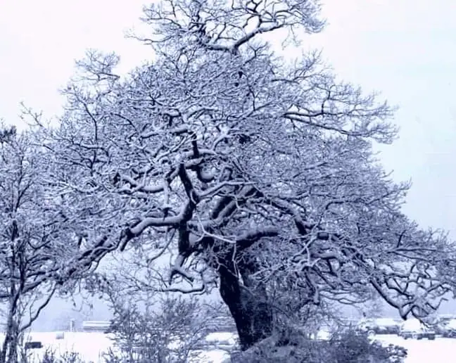 A large gnarled leafless tree stands with snow-covered branches in a snowy landscape.