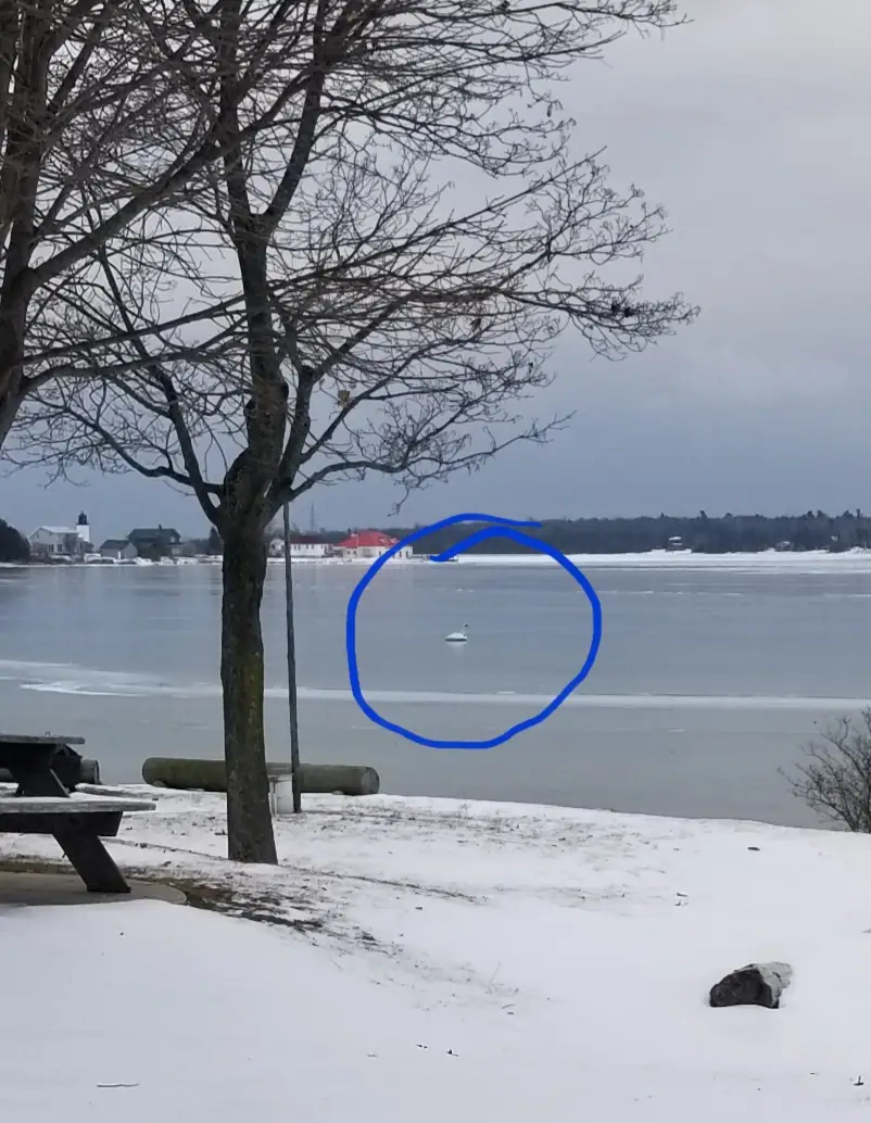 Snow-covered shoreline with a leafless tree, frozen water, distant buildings, and a circled white waterbird.