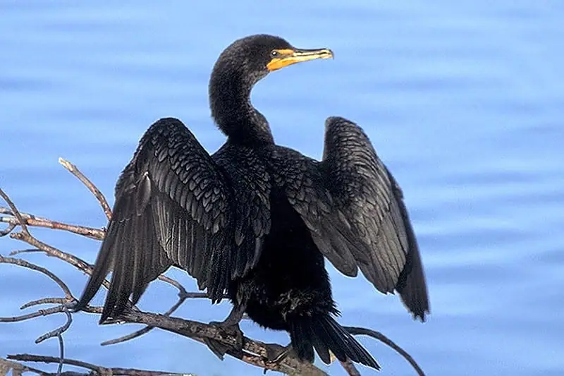 A black cormorant perches on a bare branch with its wings spread against a blue background.