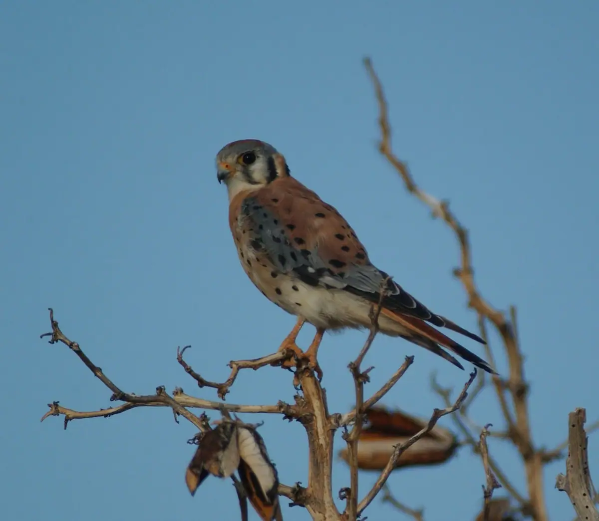 A spotted brown-and-gray falcon perches on bare branches against a blue sky.