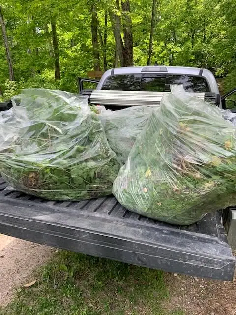 A black pickup truck carries two large clear bags of leafy plants in a wooded setting.