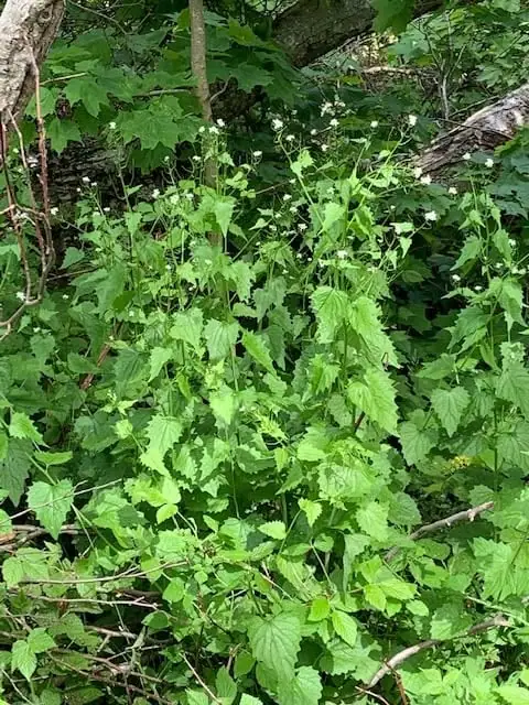 Dense green understory plants with serrated leaves and small white flowers among tree trunks and branches.