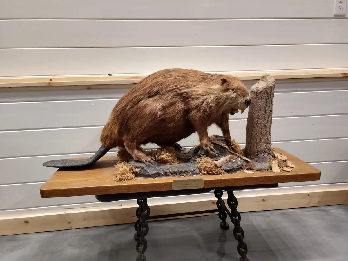 Mounted beaver display on a wooden platform beside a cut tree trunk.