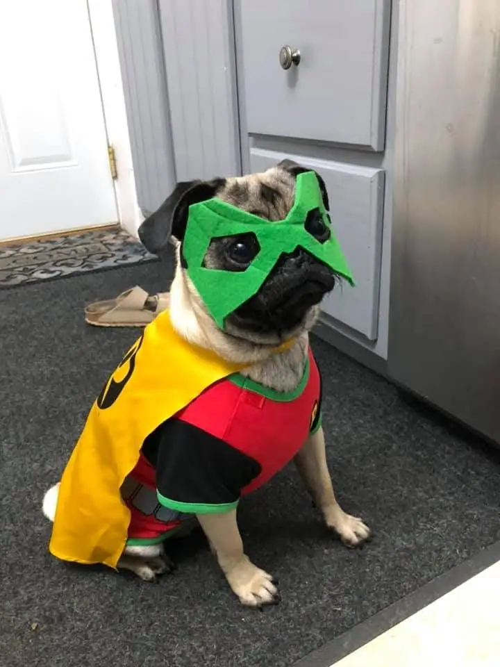 A pug wearing a green mask and colorful superhero costume sits indoors on a dark carpet.
