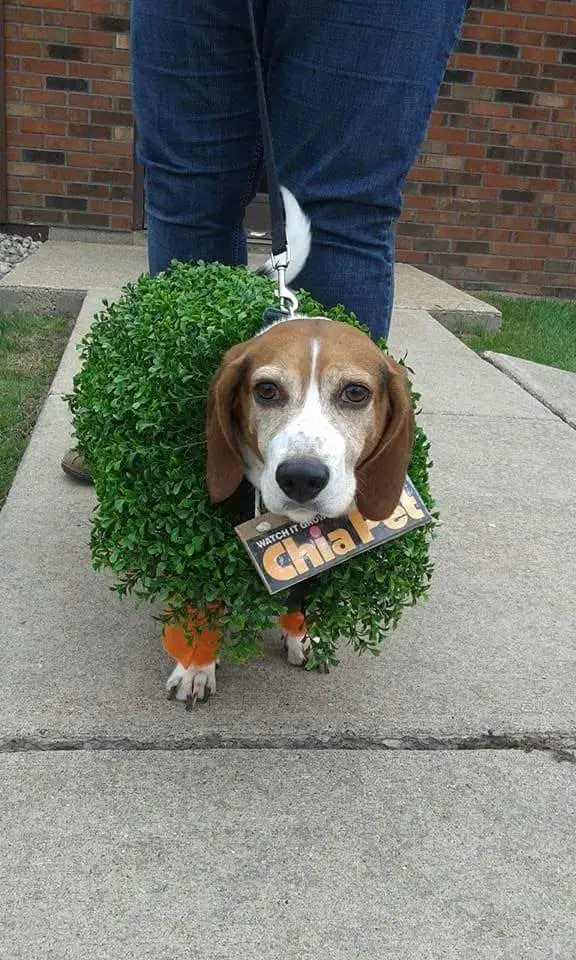 A dog in a leafy costume stands on a sidewalk beside a brick building.