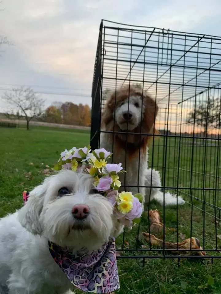 Two dogs pose outdoors, one wearing a flower crown and bandana beside another in a wire crate.