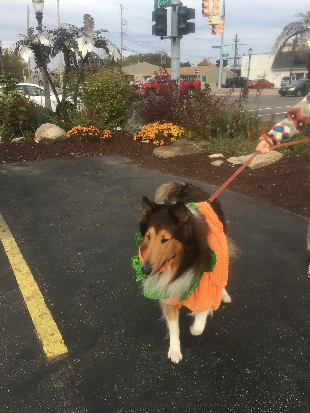 A collie in an orange pumpkin costume stands on a paved area beside a landscaped street corner.