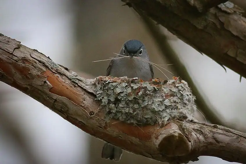 A small blue-gray bird sits in a lichen-covered nest on a tree branch, holding pale fibers in its beak.