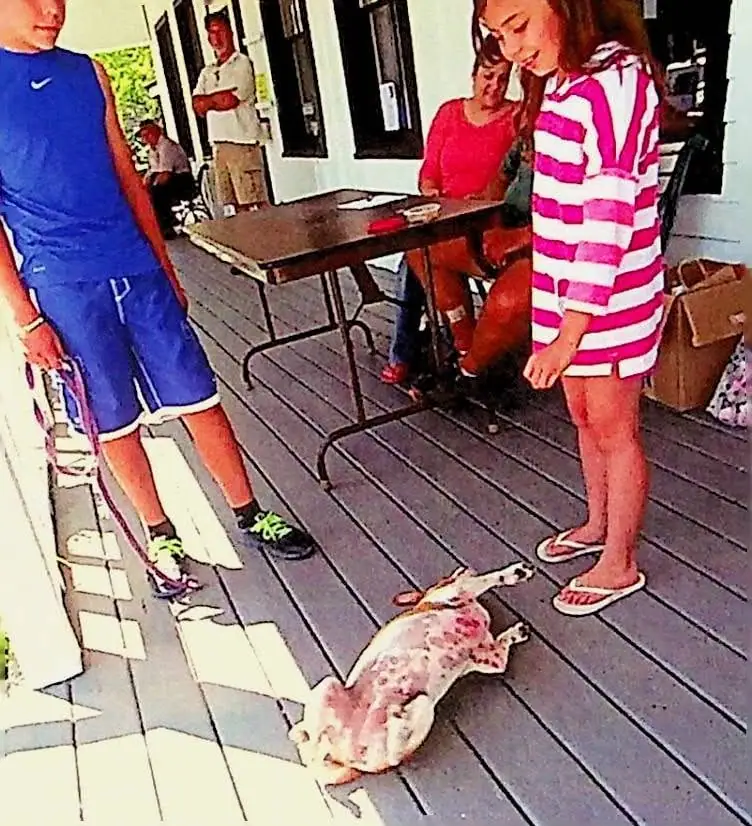 Children and adults stand around a spotted dog lying on a wooden porch beside a table.