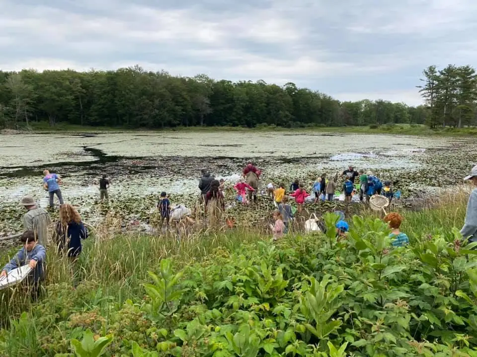 Adults and children gather at the edge of a lily-pad-covered pond with nets and containers.