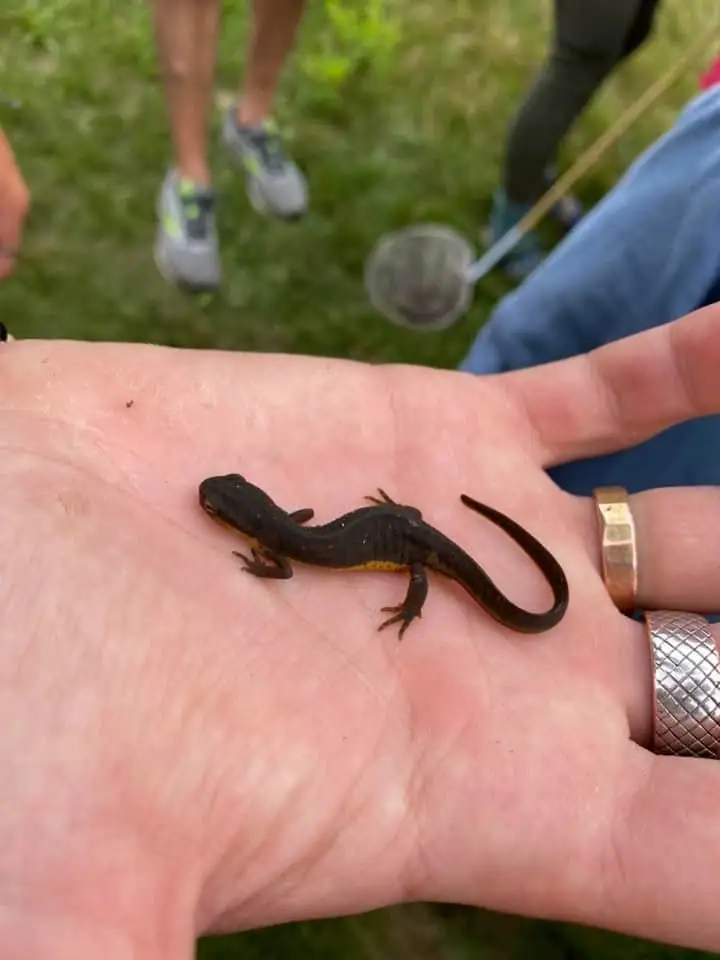A small dark salamander with a yellow underside rests on an open hand above grass.