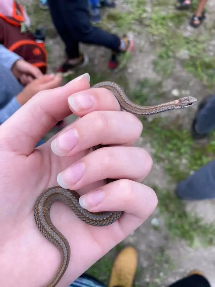 A small brown patterned snake is held in a person's hand outdoors while several people stand nearby.