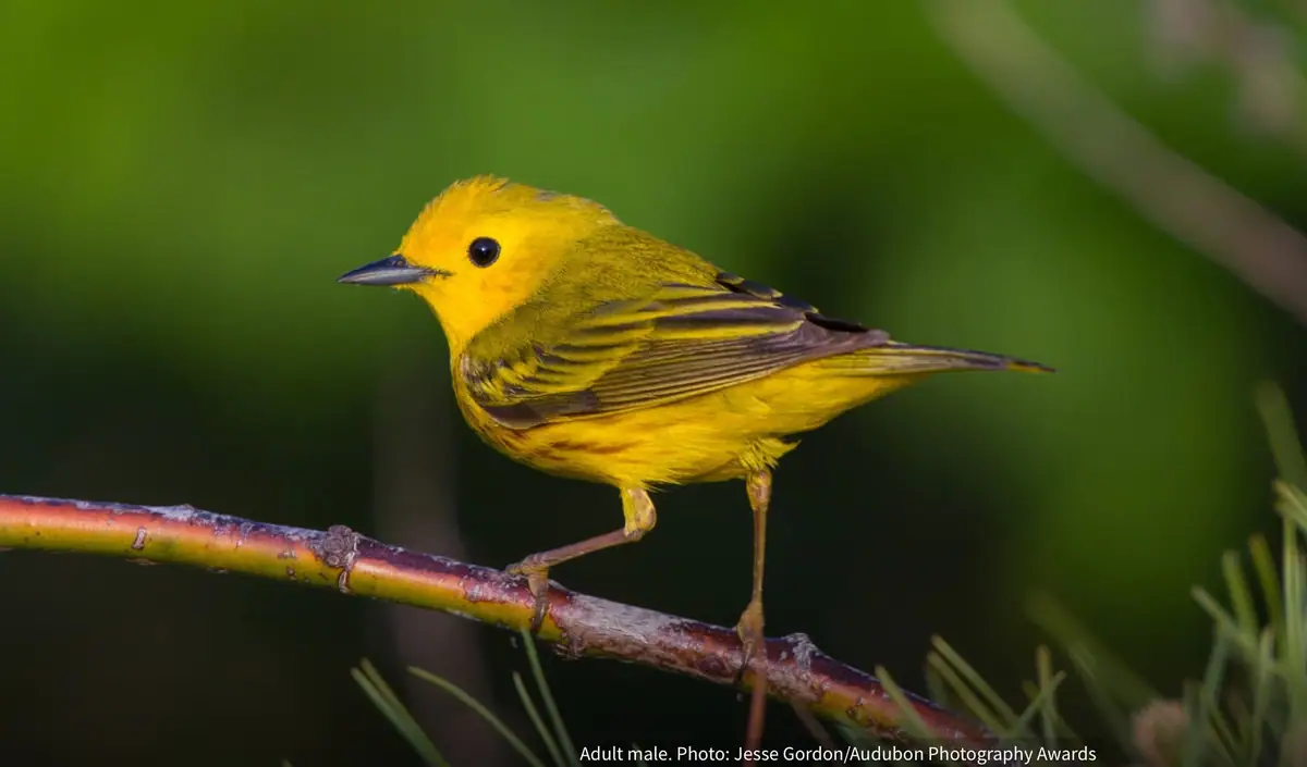 A yellow bird perches on a branch against a dark green blurred background.