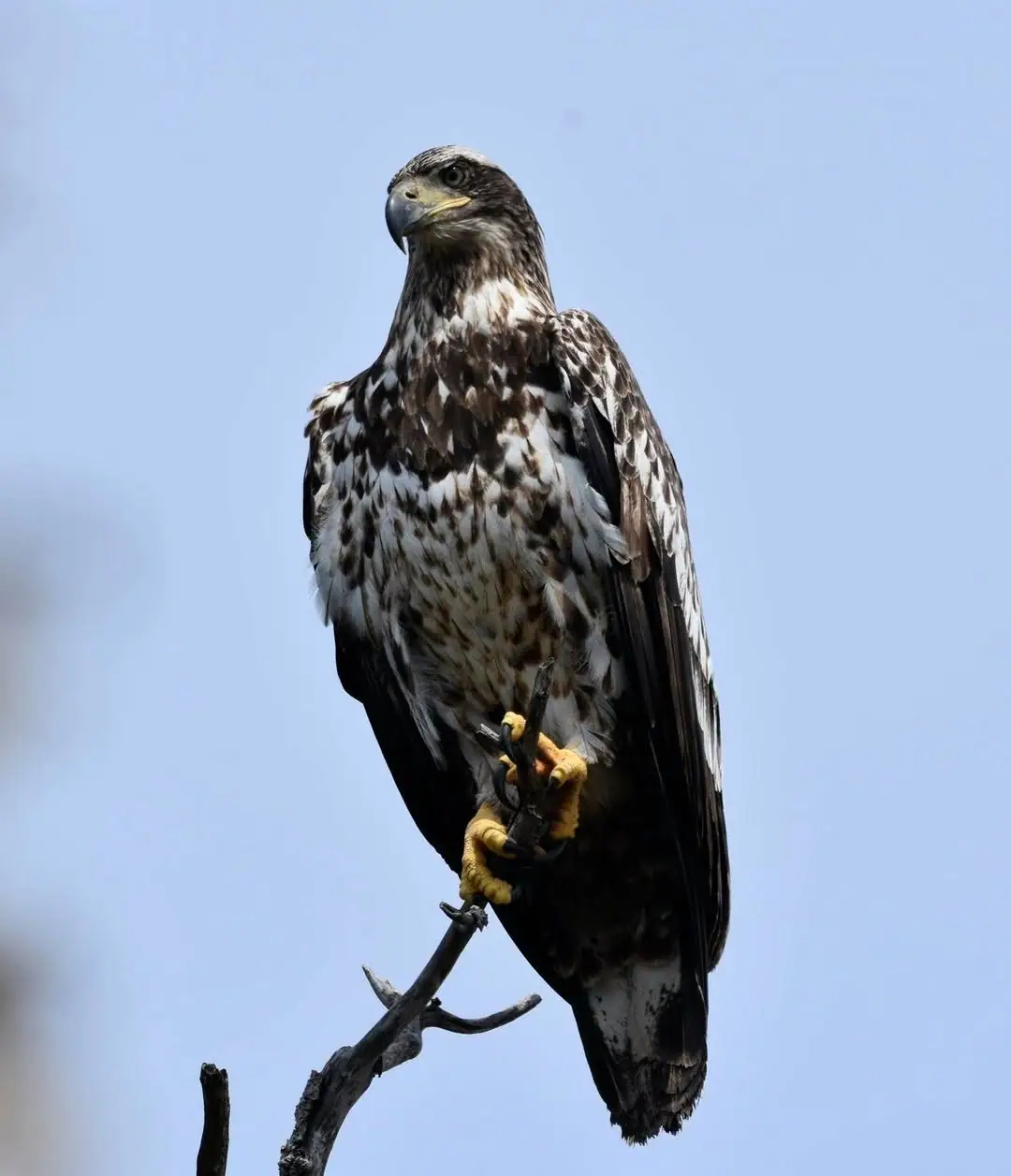A juvenile bald eagle perches on a bare branch against a pale blue sky.