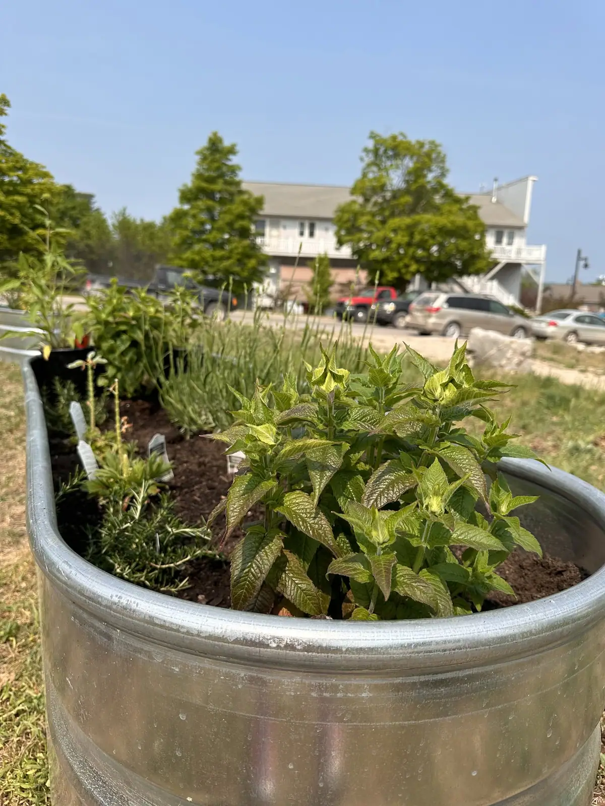 Herbs and other plants grow in galvanized metal planters beside a street and a two-story house.