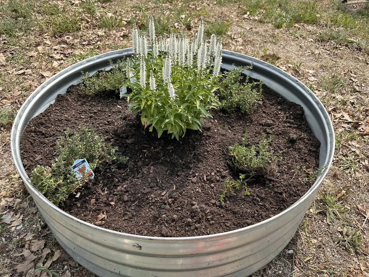 A galvanized metal planter holds white-flowering plants and several smaller herbs in dark soil.