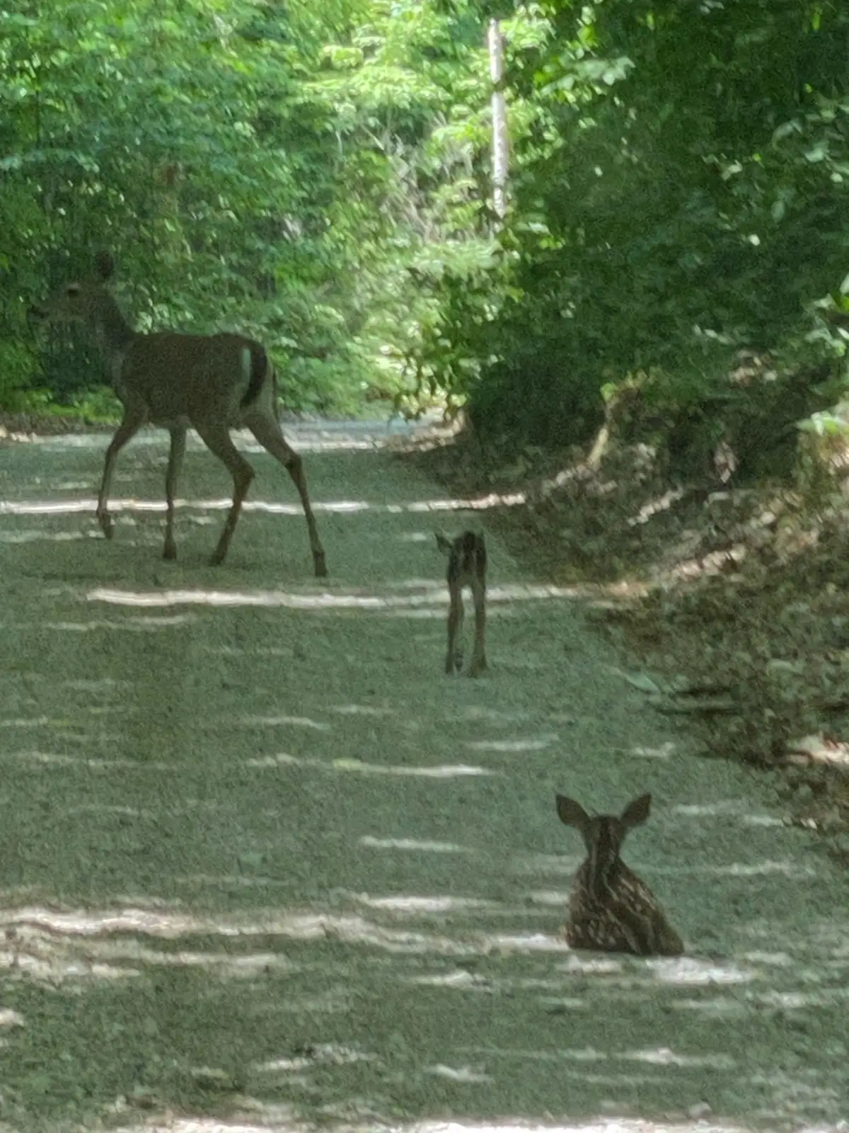 Three deer, including two fawns, stand and rest on a shaded woodland path.