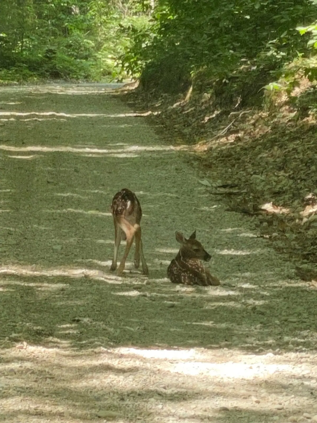 Two spotted fawns rest on a shaded woodland path.