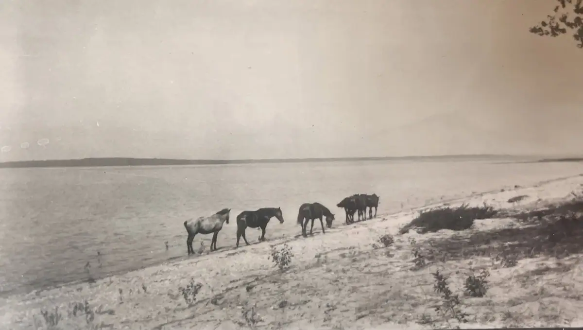 Several horses stand along a sandy shoreline beside broad, calm water in a black-and-white photograph.
