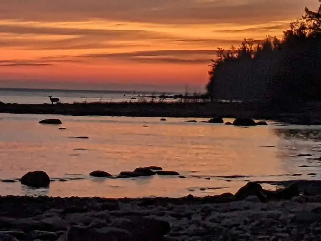 A deer stands on a rocky shoreline at sunset beside calm, reflective water.