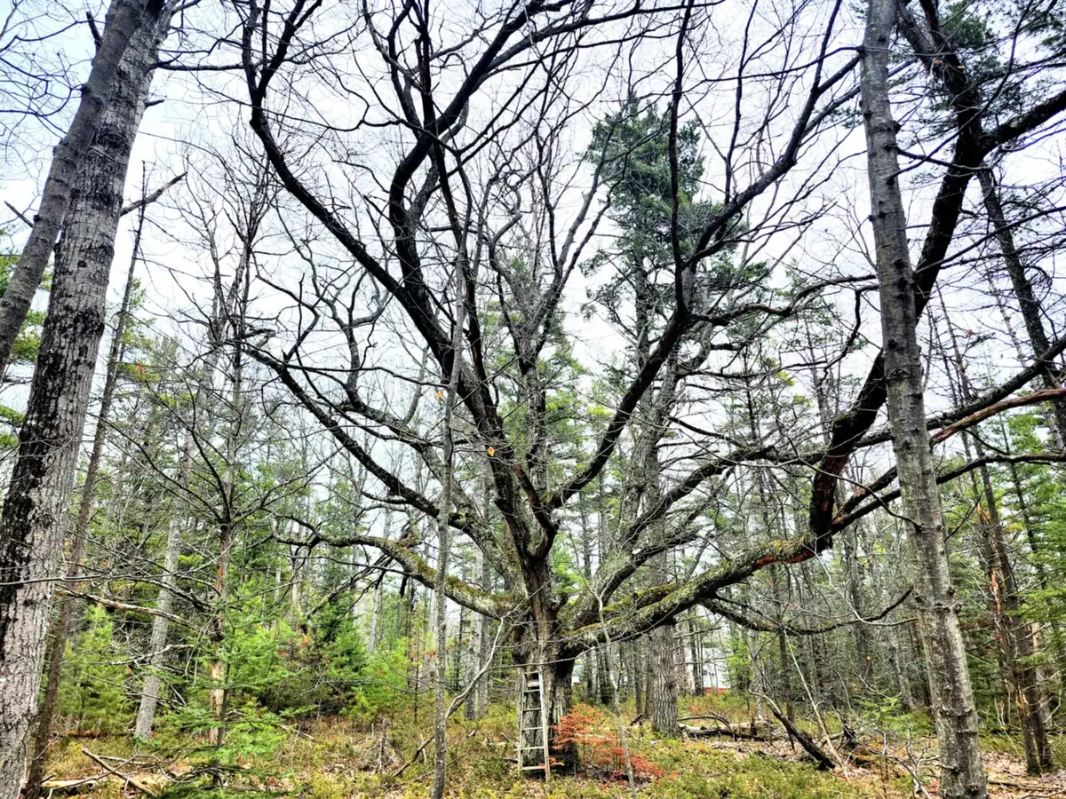 A large branching tree stands among mixed woodland, with a wooden ladder leaning against its trunk.