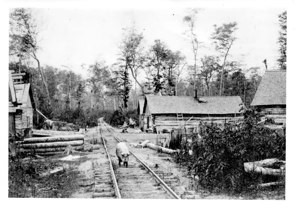 Black-and-white photograph of a wooded camp with log buildings, stacked timber, railway tracks, and livestock.