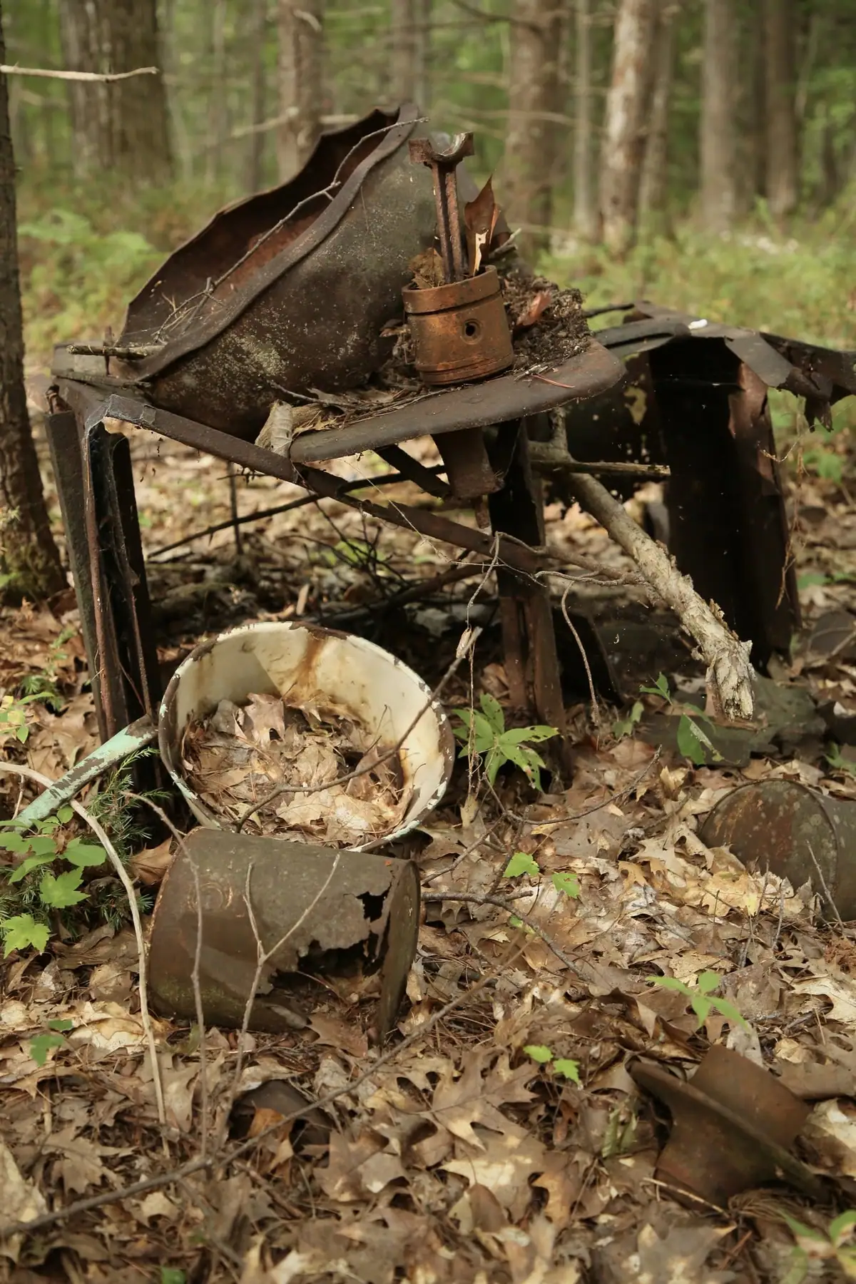 Rusted metal objects form an assemblage beneath trees on a leaf-covered forest floor.