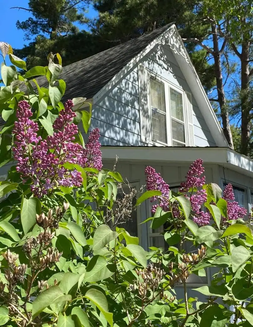 A white gabled house rises behind blooming lilacs and leafy plants, with pine trees and blue sky behind it.