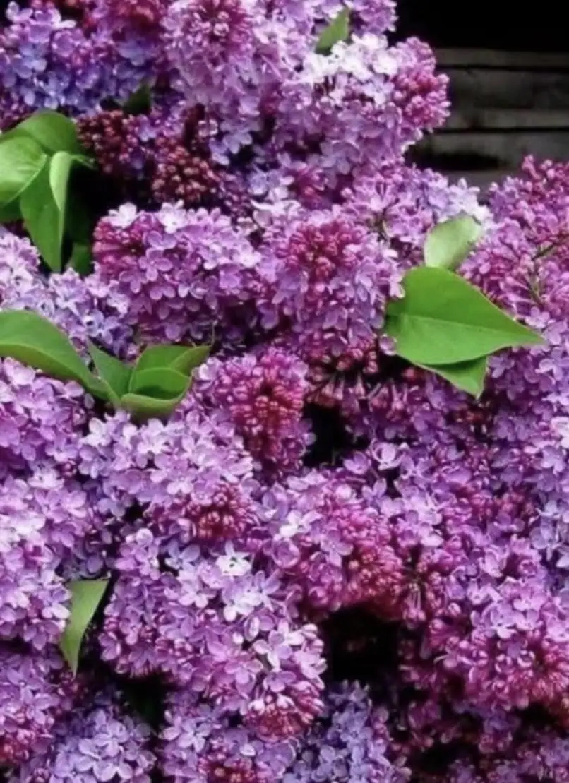 Close-up of dense clusters of purple, lavender, pink, and white lilac blossoms with green leaves.