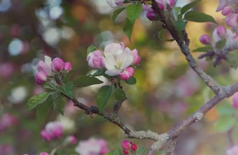 A flowering branch bears pink buds, white blossoms, and green leaves against a softly blurred background.