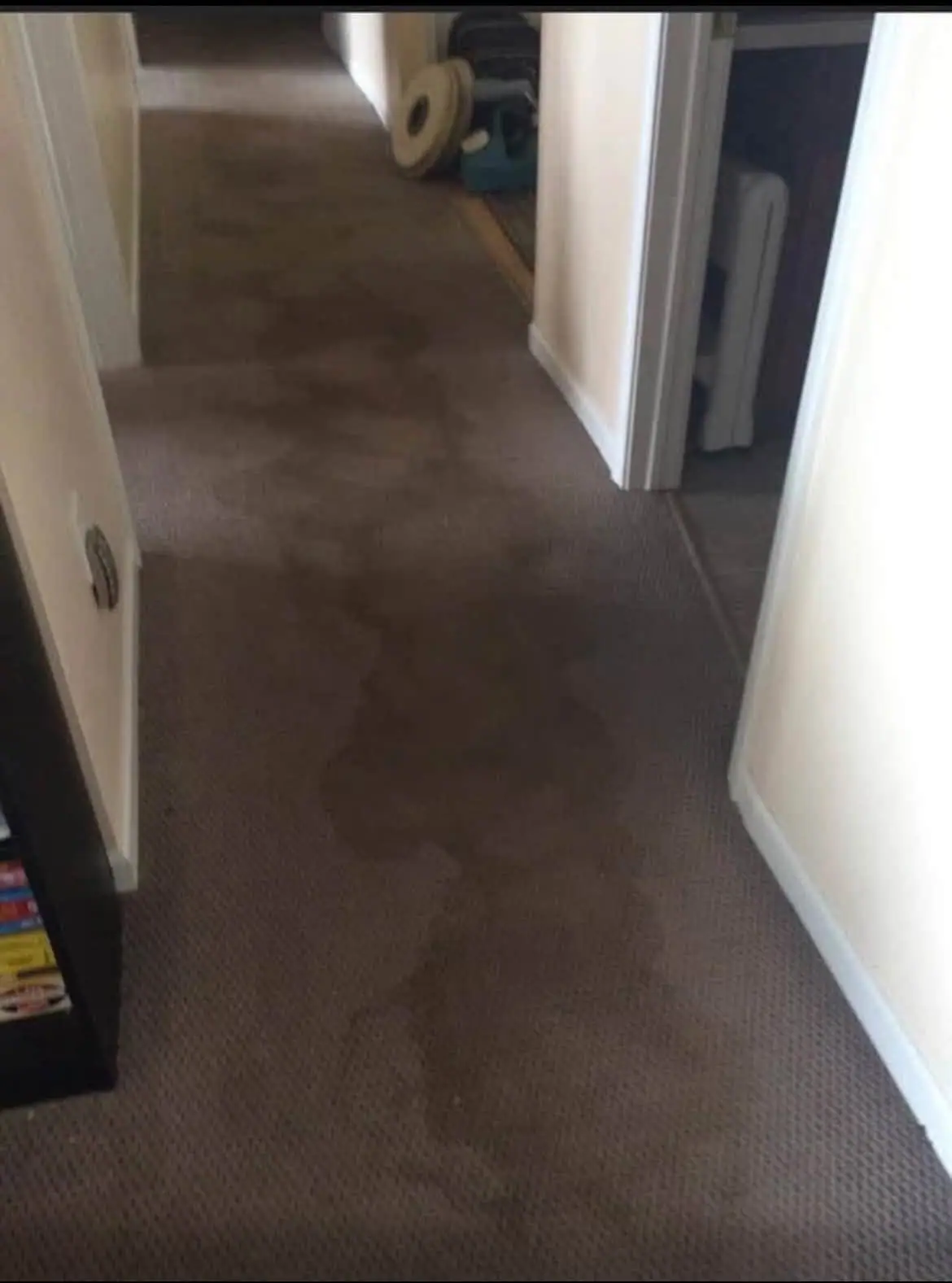 Carpeted hallway with several large dark stains and open doorways.