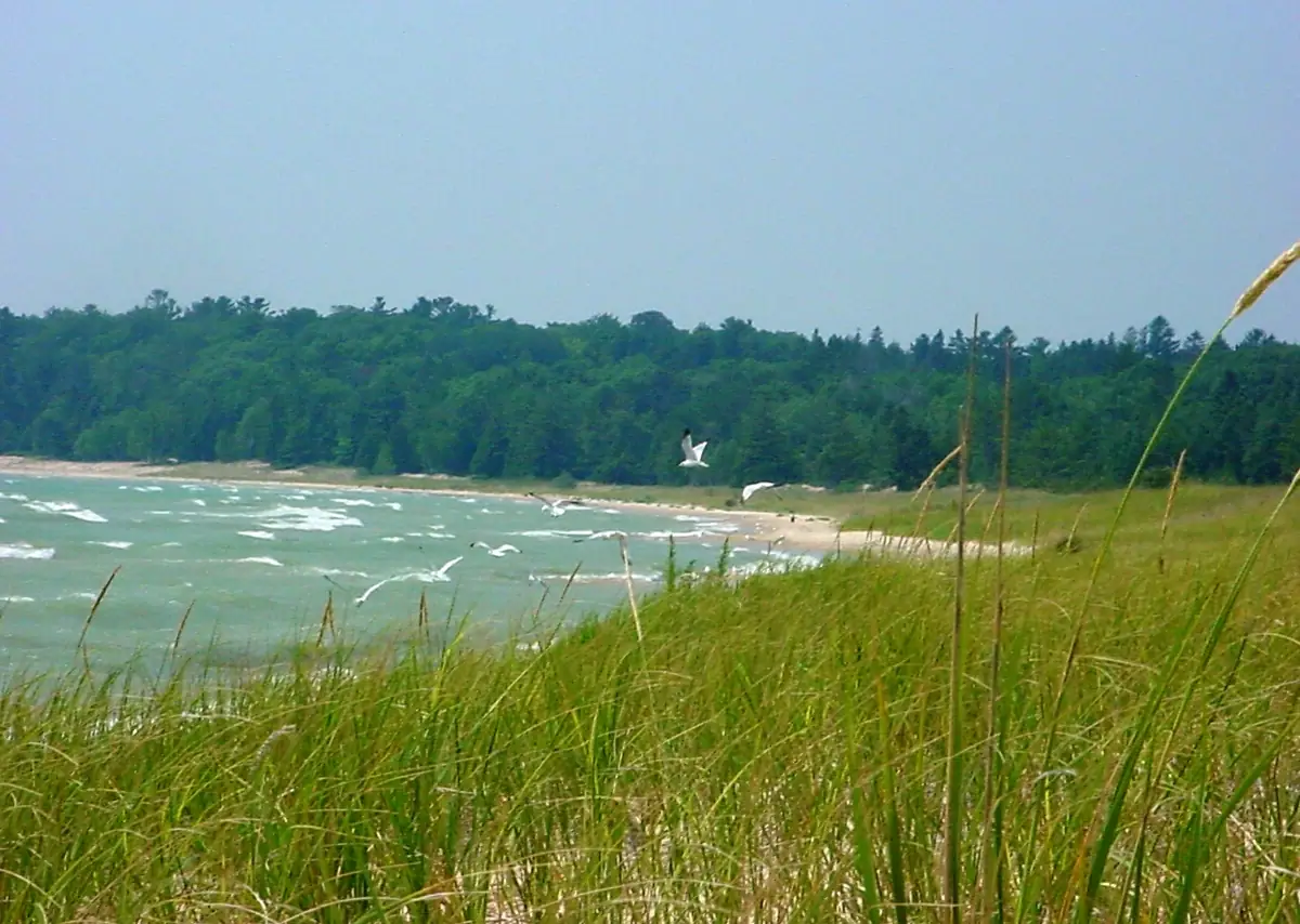 Tall grasses frame a sandy shoreline, choppy water, flying white birds, and a dense tree line.