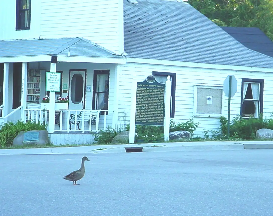 A duck stands in the street before a white wooden museum and print shop with a historical marker.