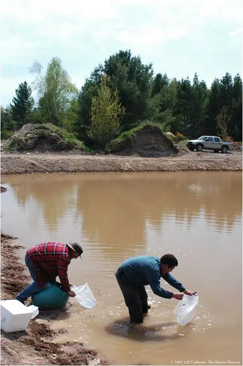 Two men handle clear plastic bags in a muddy pond beside a pickup truck.