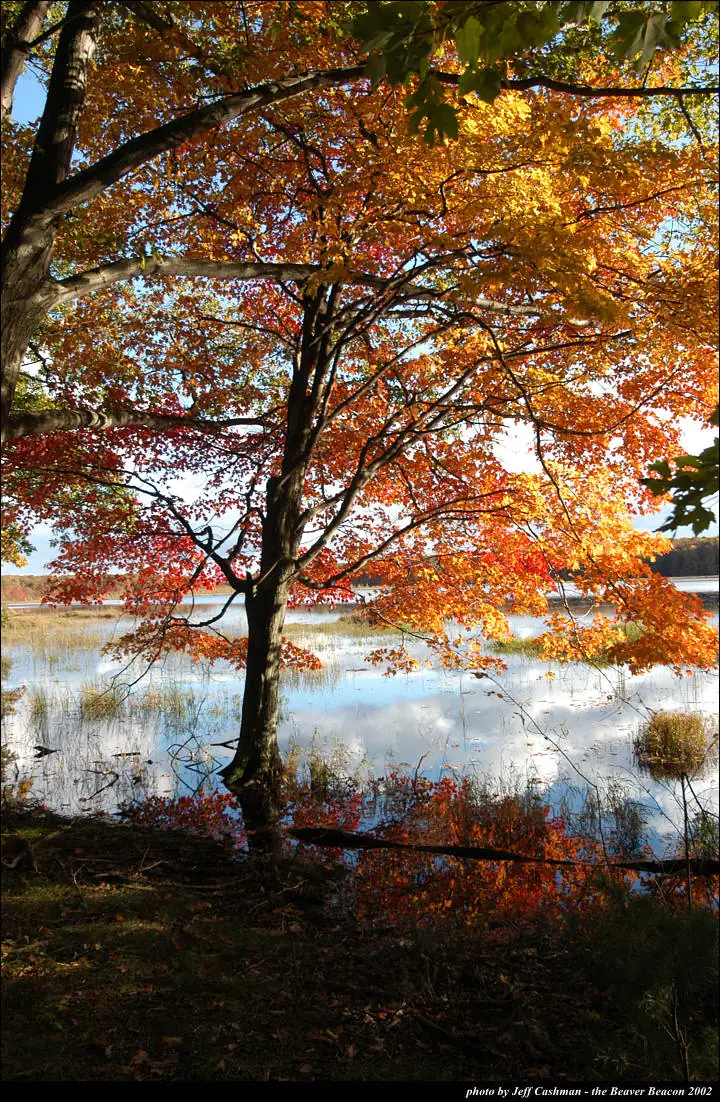 A red and orange autumn tree stands beside calm water, with its reflection among reeds and shoreline vegetation.