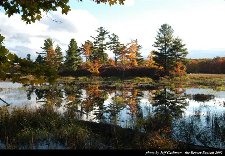 Autumn trees and evergreens reflect in a calm, grass-edged pond beneath a partly cloudy sky.