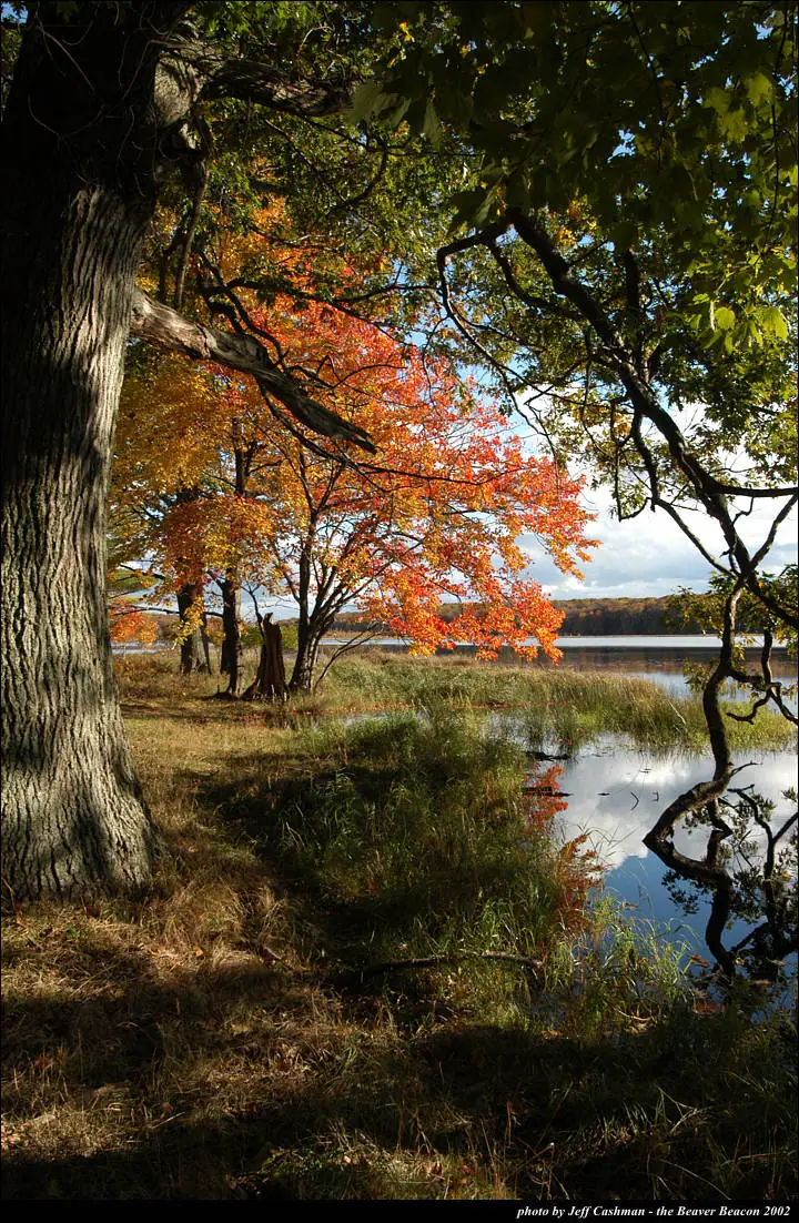 Autumn trees and grasses frame a calm reflective shoreline beneath a partly cloudy sky.