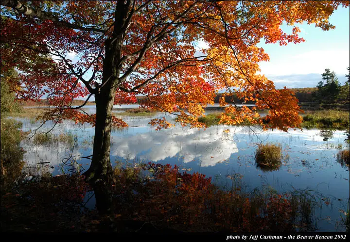 Autumn-colored tree beside a calm body of water, with reeds, reflections, and distant wooded shore.