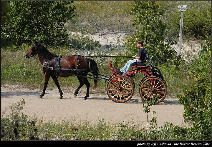 A horse pulls a red buggy along a dirt road beside a wooded and grassy roadside.