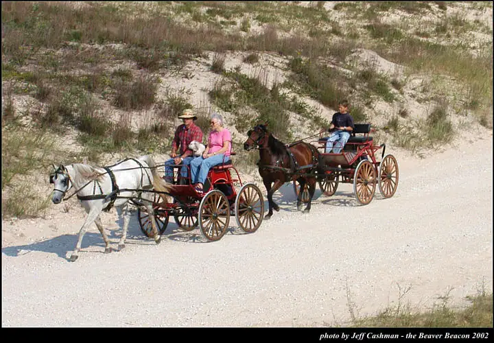 Two horse-drawn carriages carrying three people travel along a sandy track beside a vegetated dune.