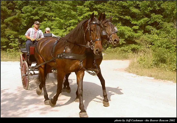Two harnessed horses pull a carriage along a pale road beside dense woodland.