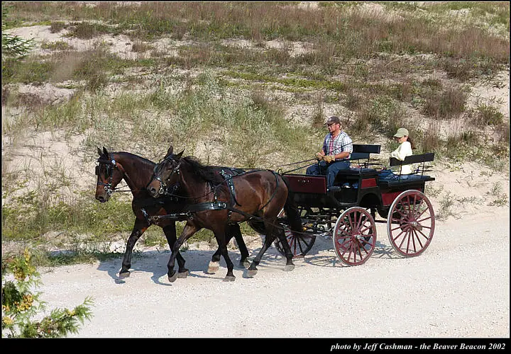 Two horses pull an open carriage with two passengers along a sandy track bordered by low vegetation.