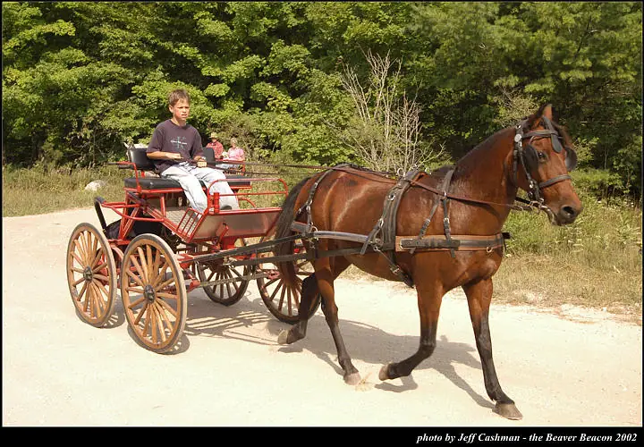 A harnessed horse pulls a red wagon with passengers along a sunlit road beside dense forest.