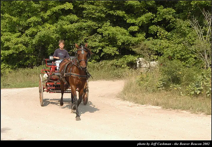 A child drives a red horse-drawn buggy along a sunlit dirt road beside a wooded area.