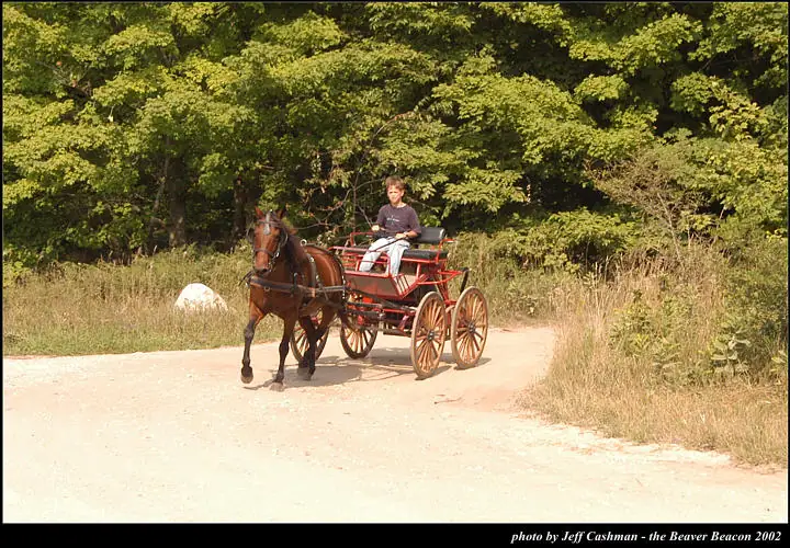 A brown horse pulls a red carriage carrying a young driver along a dirt road beside a wooded area.