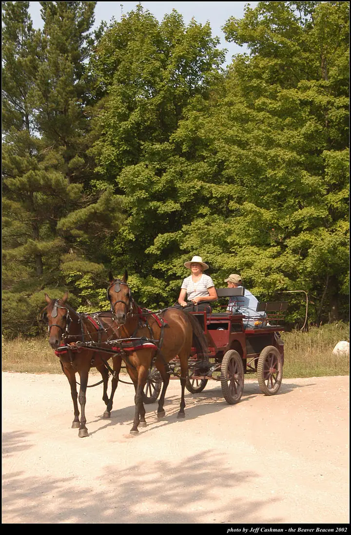 A horse-drawn carriage carrying two people travels along a sunlit dirt road beside dense trees.