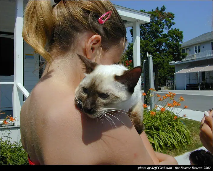A person carries a Siamese cat on their shoulder outdoors beside orange flowers.
