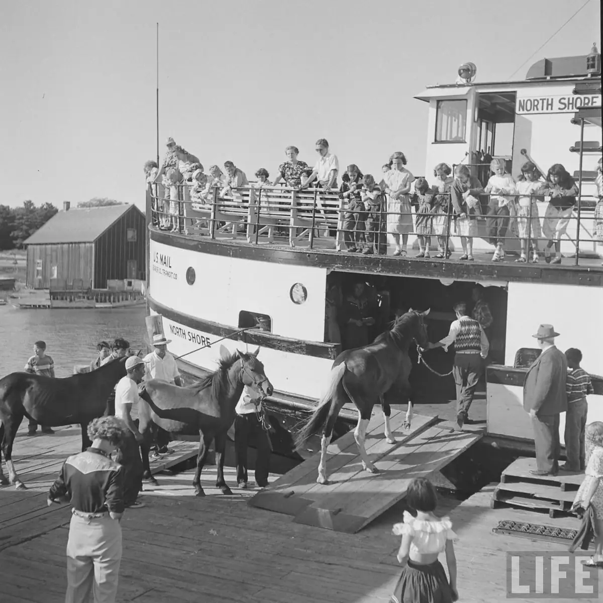 A ferry crowded with passengers is docked while several horses are led up a loading ramp.