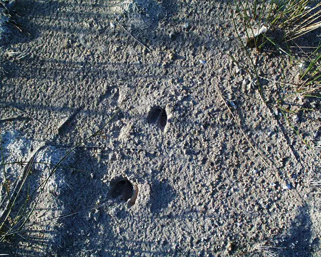 Two dark hoof-shaped tracks mark a rippled sandy surface bordered by sparse grass.