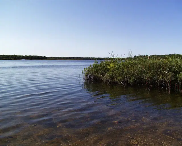 A calm body of water bordered by reeds, marsh vegetation, and a distant tree line beneath a clear sky.